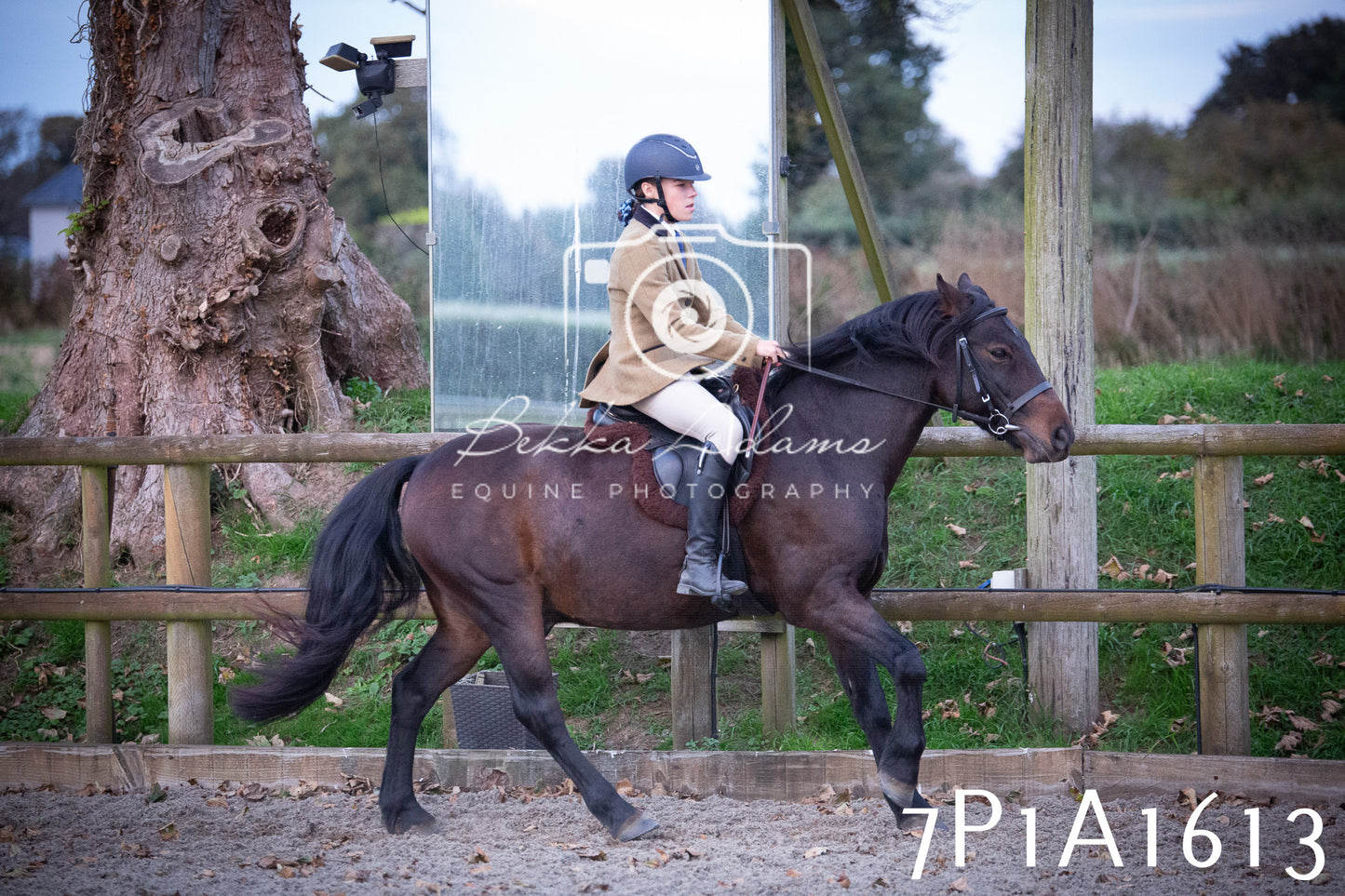 JHOYS 2025 - Showing - 27th September - Working Hunter