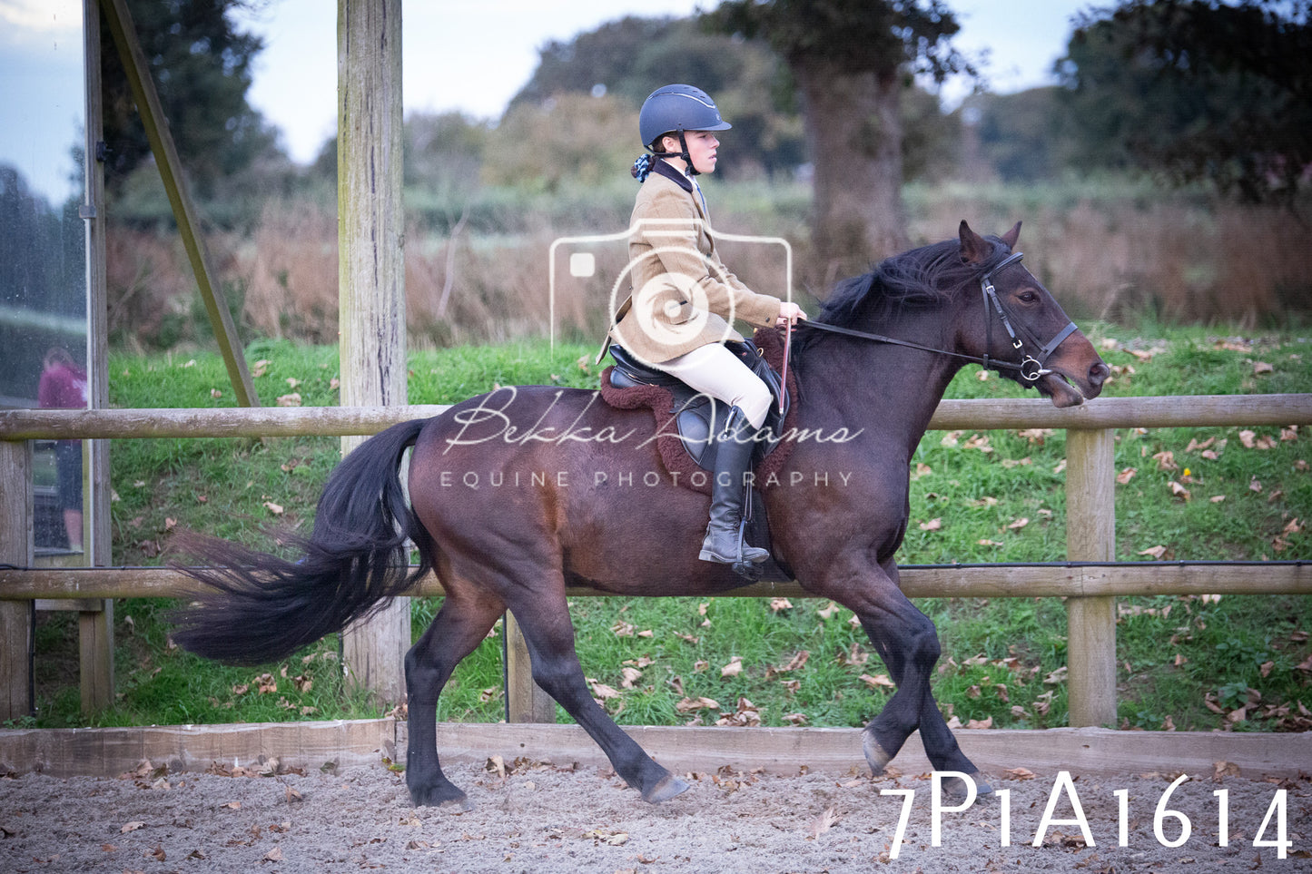 JHOYS 2025 - Showing - 27th September - Working Hunter