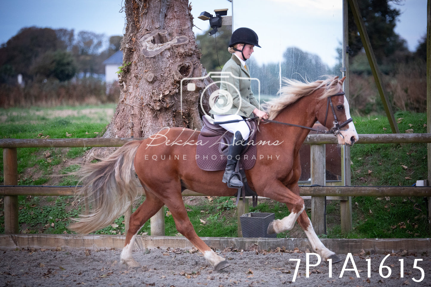 JHOYS 2025 - Showing - 27th September - Working Hunter