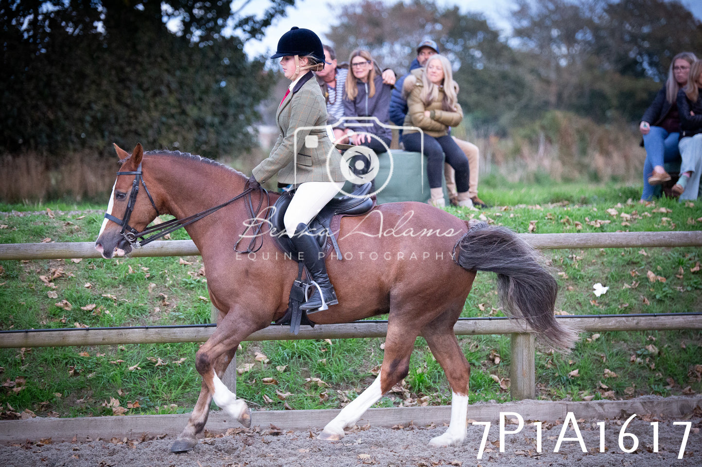 JHOYS 2025 - Showing - 27th September - Working Hunter
