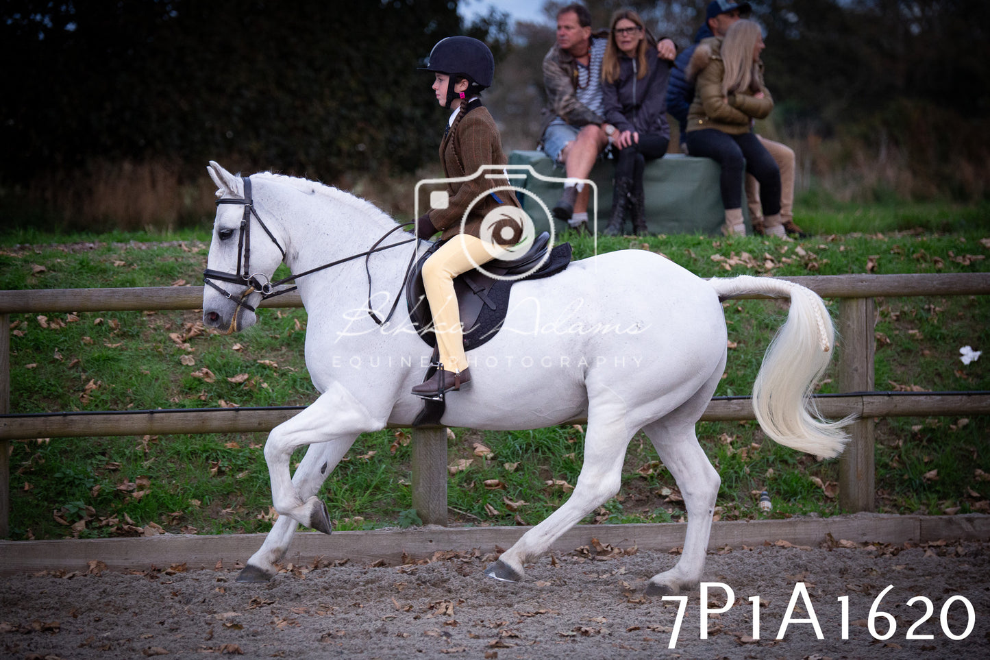 JHOYS 2025 - Showing - 27th September - Working Hunter