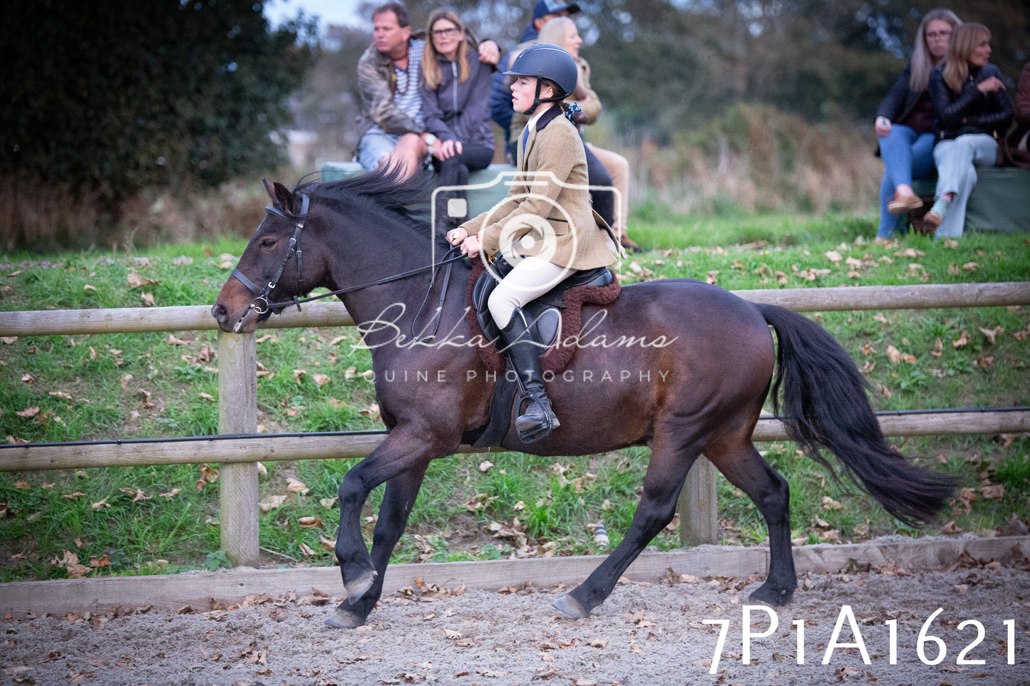 JHOYS 2025 - Showing - 27th September - Working Hunter