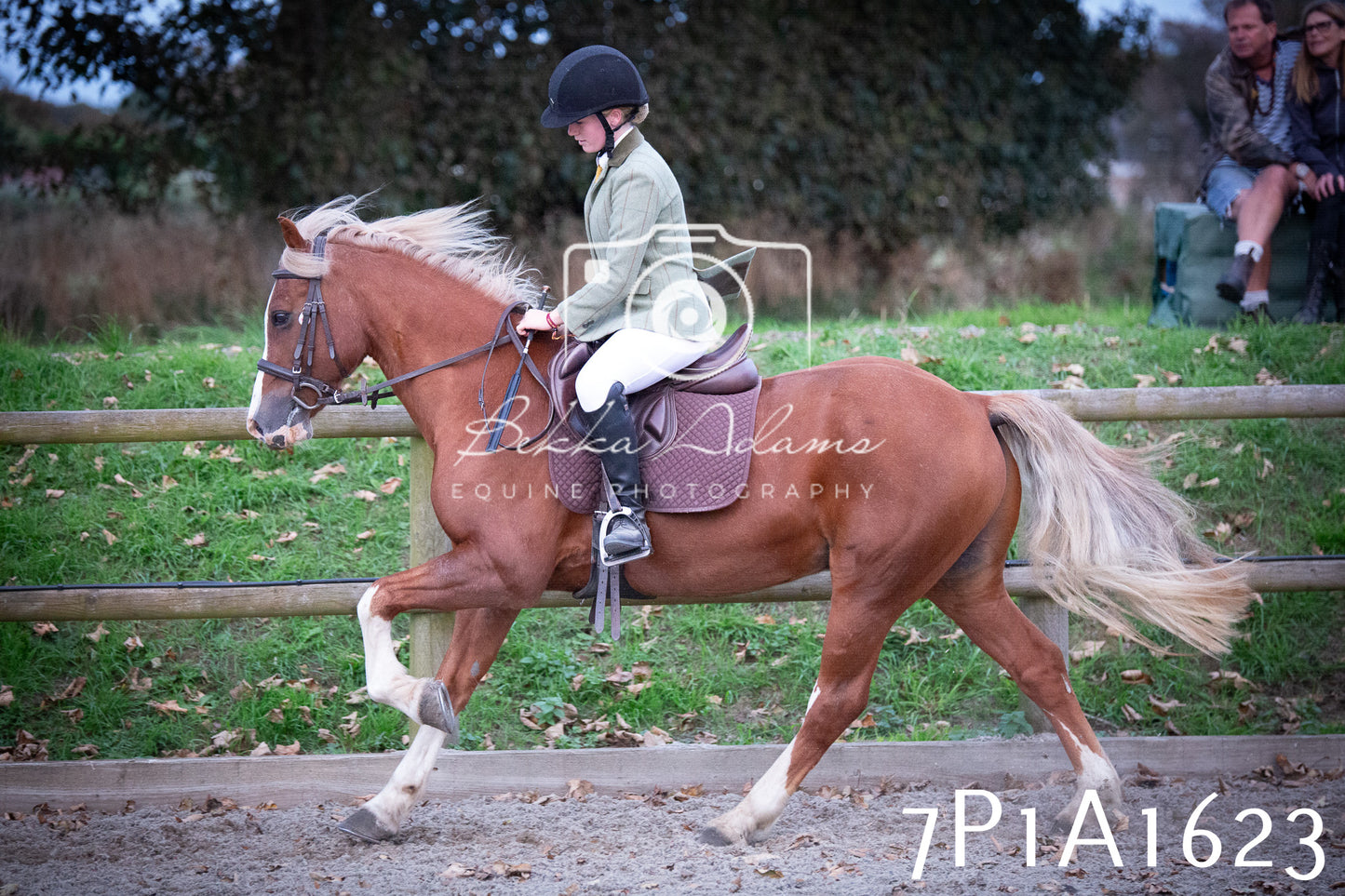JHOYS 2025 - Showing - 27th September - Working Hunter