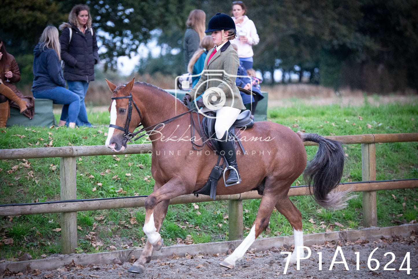JHOYS 2025 - Showing - 27th September - Working Hunter