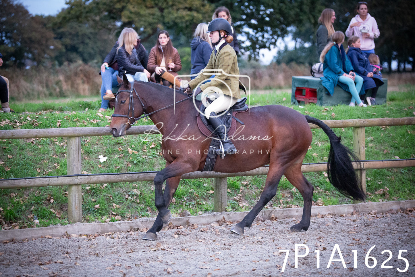 JHOYS 2025 - Showing - 27th September - Working Hunter