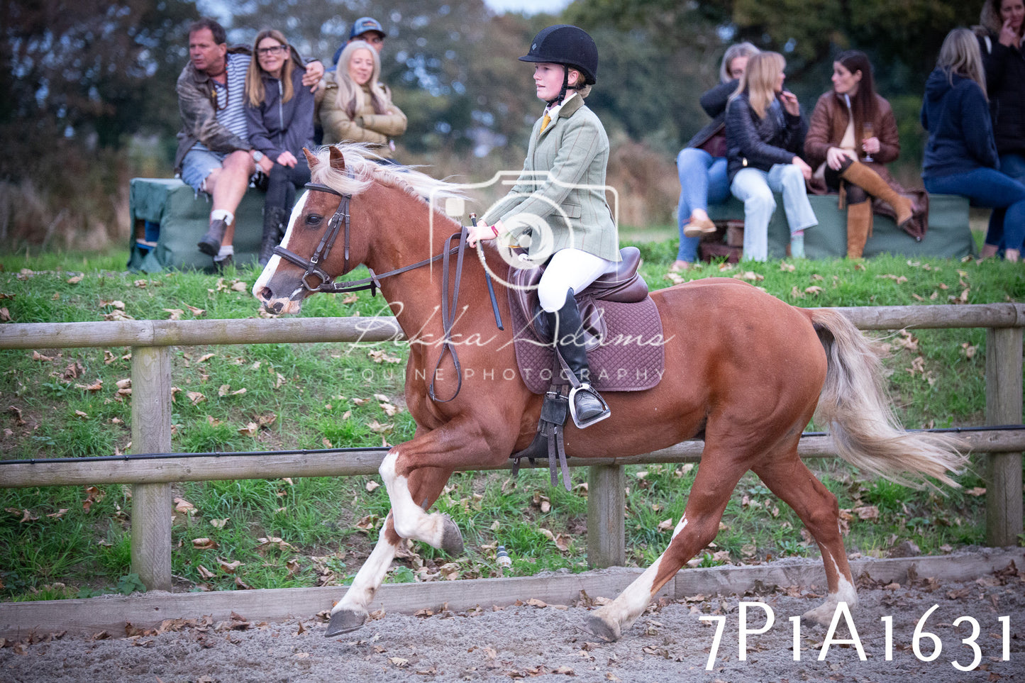 JHOYS 2025 - Showing - 27th September - Working Hunter