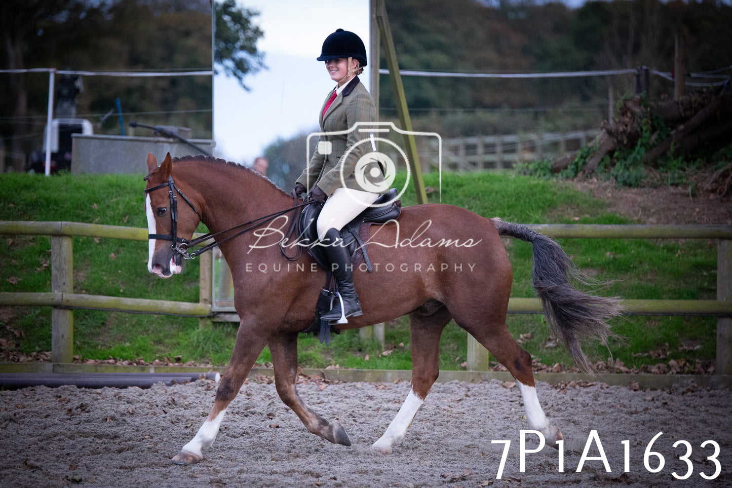 JHOYS 2025 - Showing - 27th September - Working Hunter