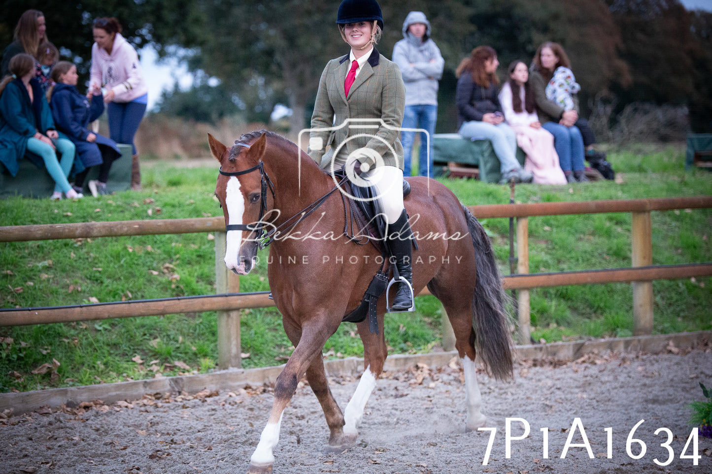 JHOYS 2025 - Showing - 27th September - Working Hunter