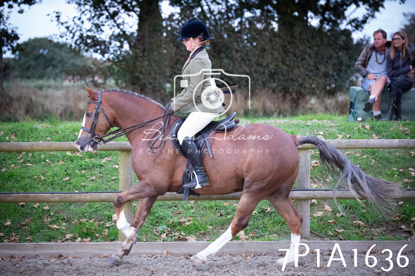 JHOYS 2025 - Showing - 27th September - Working Hunter
