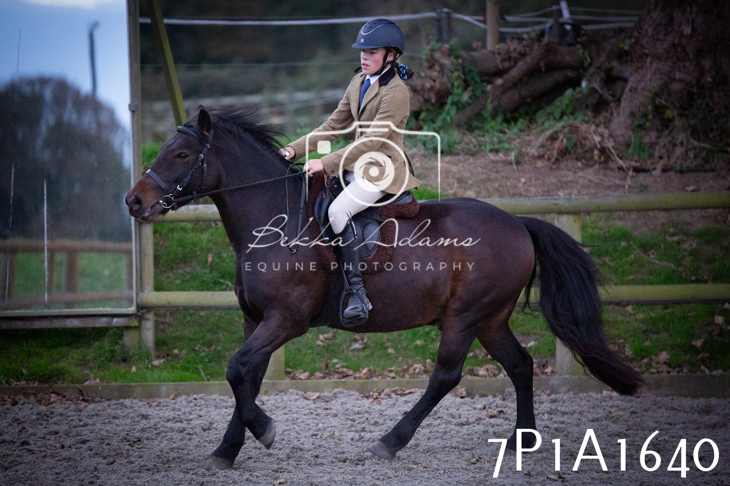 JHOYS 2025 - Showing - 27th September - Working Hunter