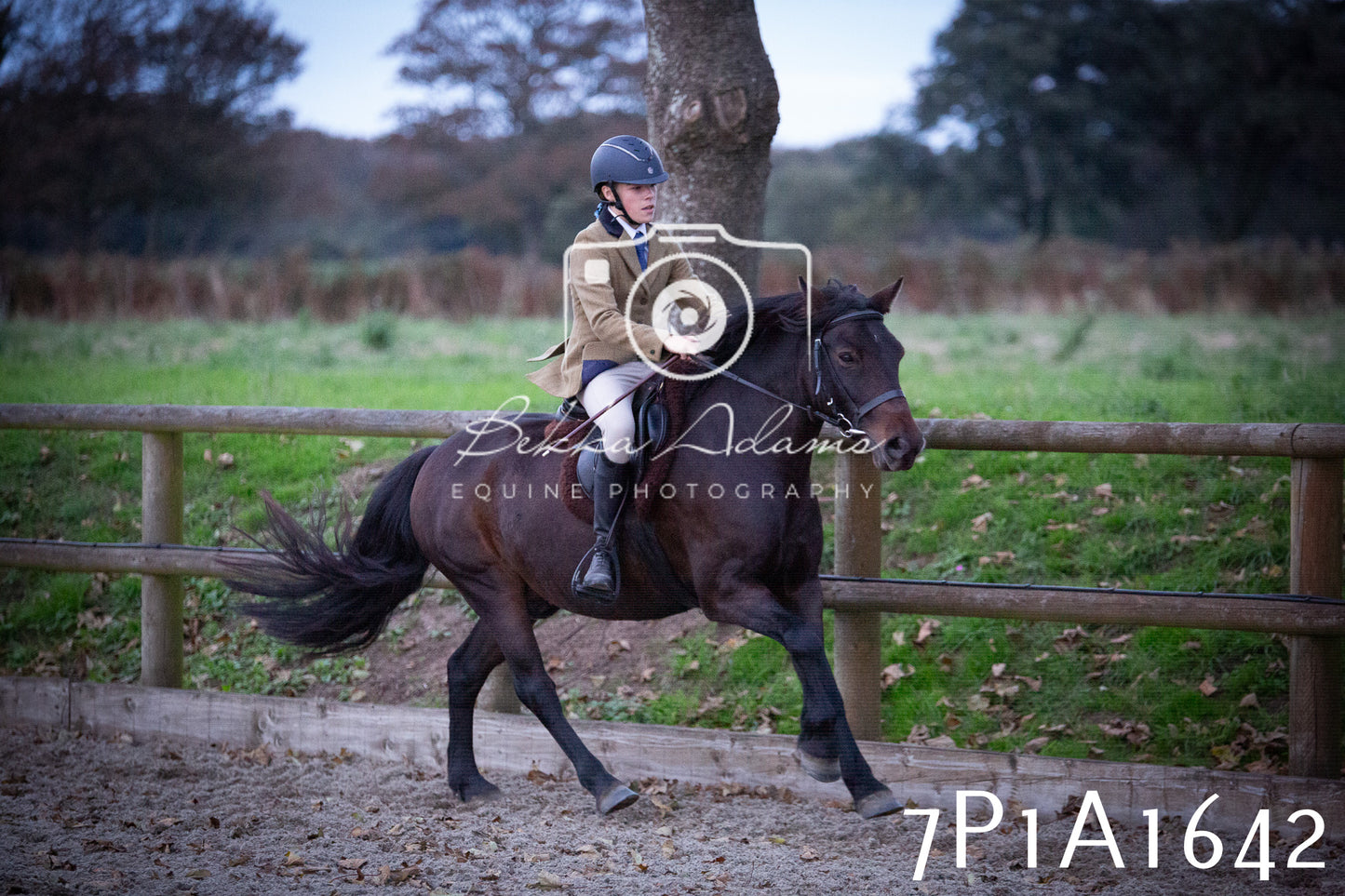 JHOYS 2025 - Showing - 27th September - Working Hunter
