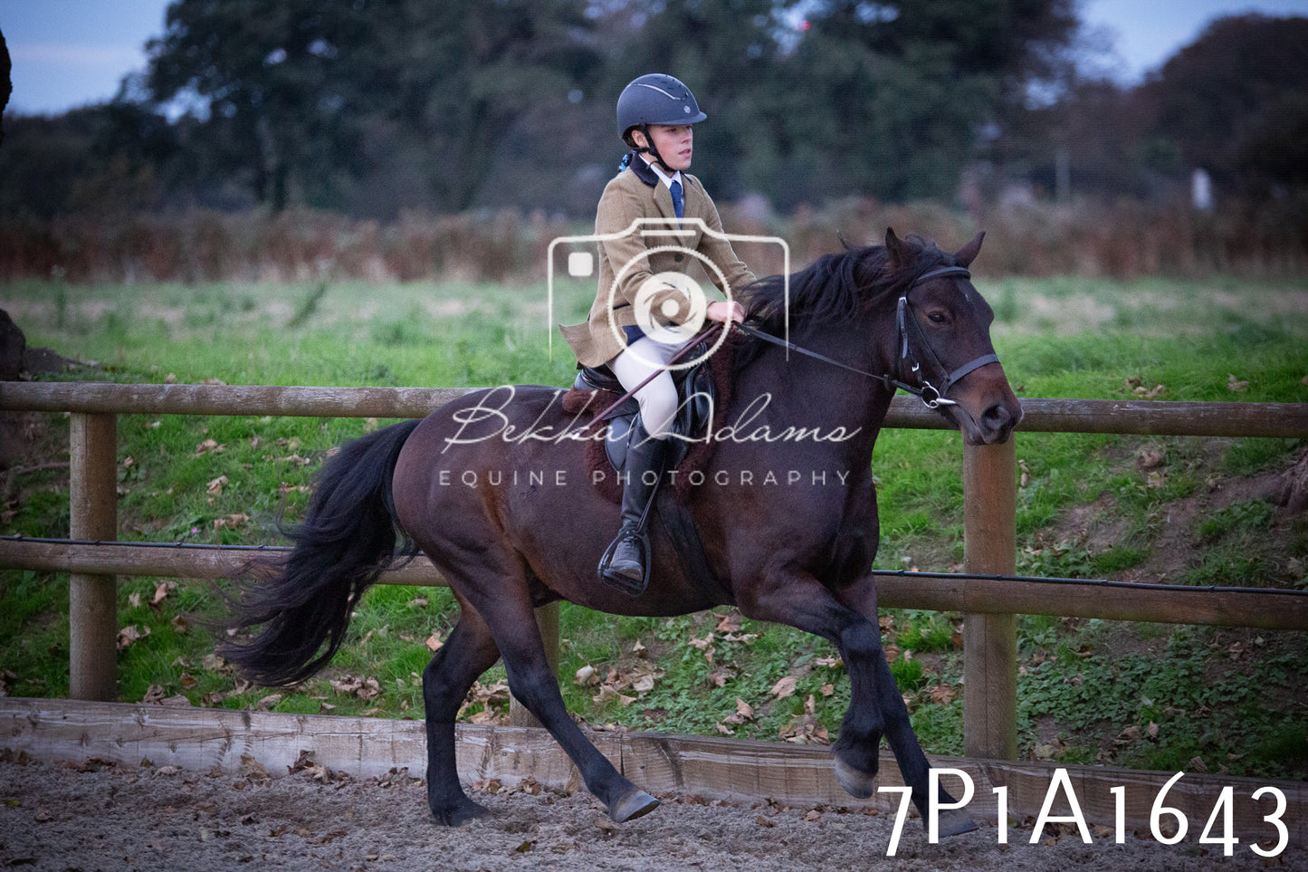 JHOYS 2025 - Showing - 27th September - Working Hunter