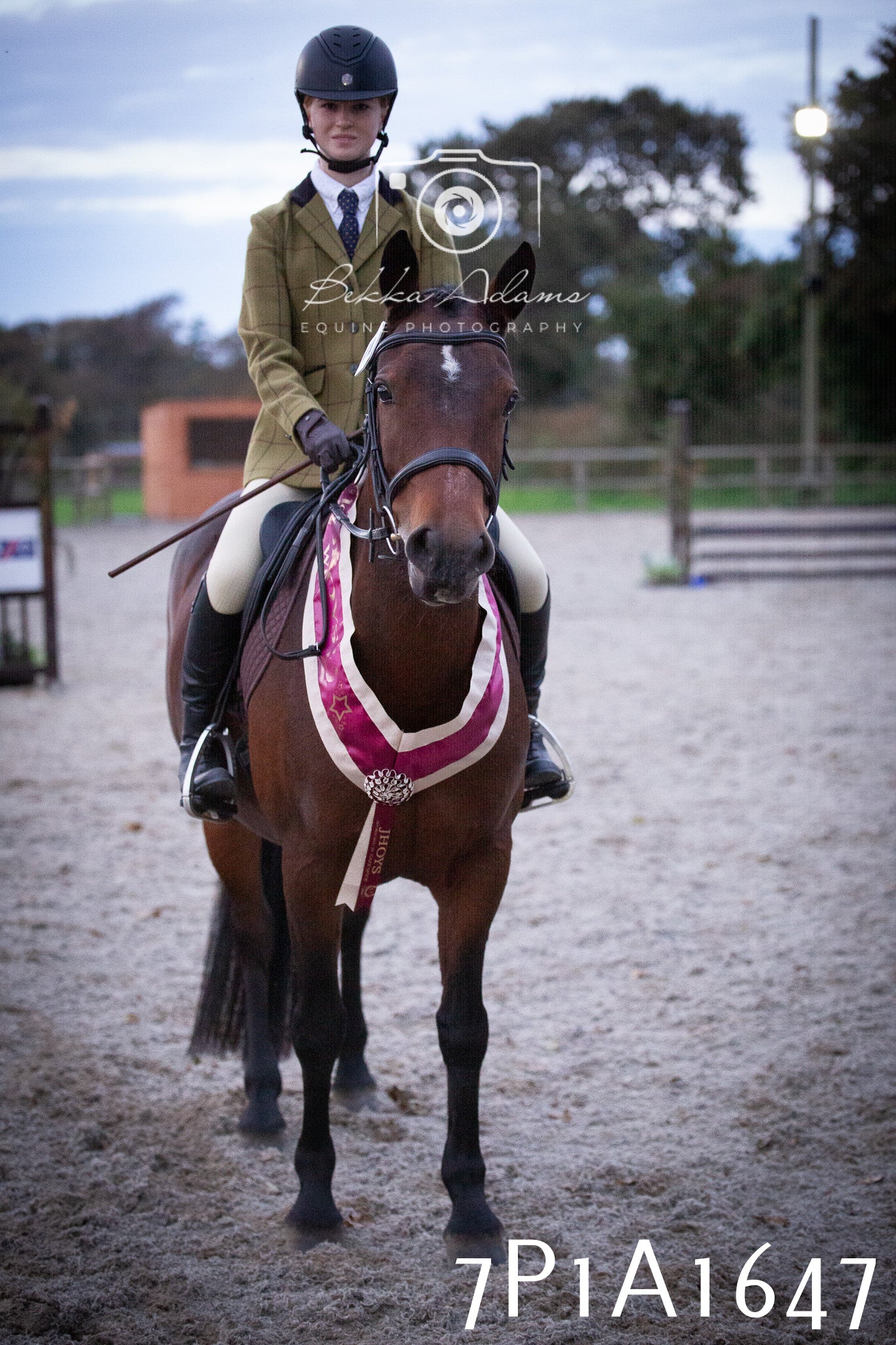 JHOYS 2025 - Showing - 27th September - Working Hunter