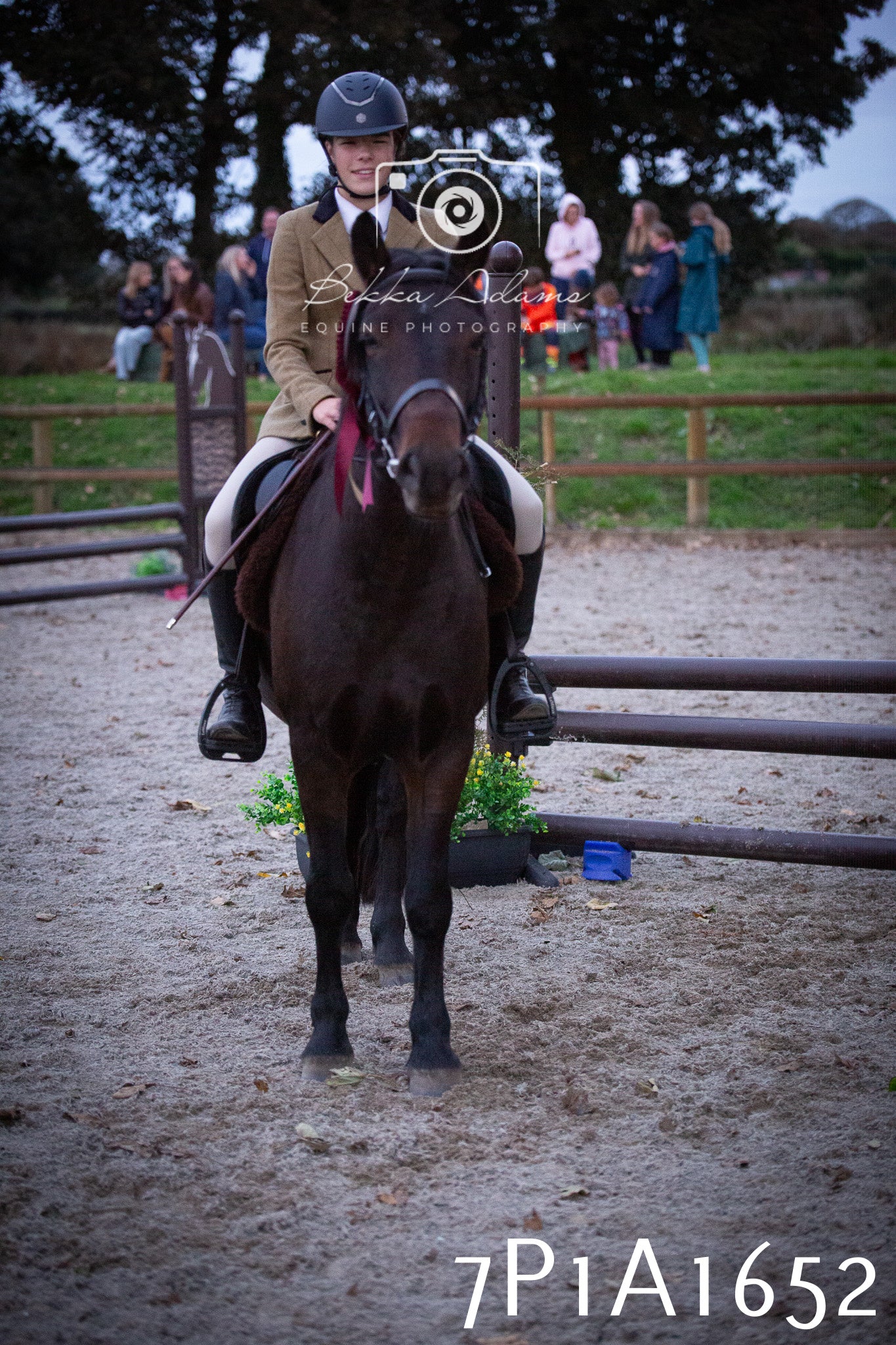 JHOYS 2025 - Showing - 27th September - Working Hunter