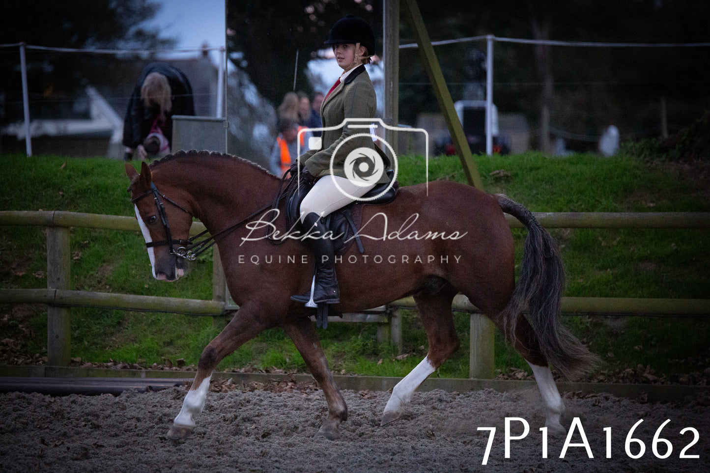 JHOYS 2025 - Showing - 27th September - Working Hunter
