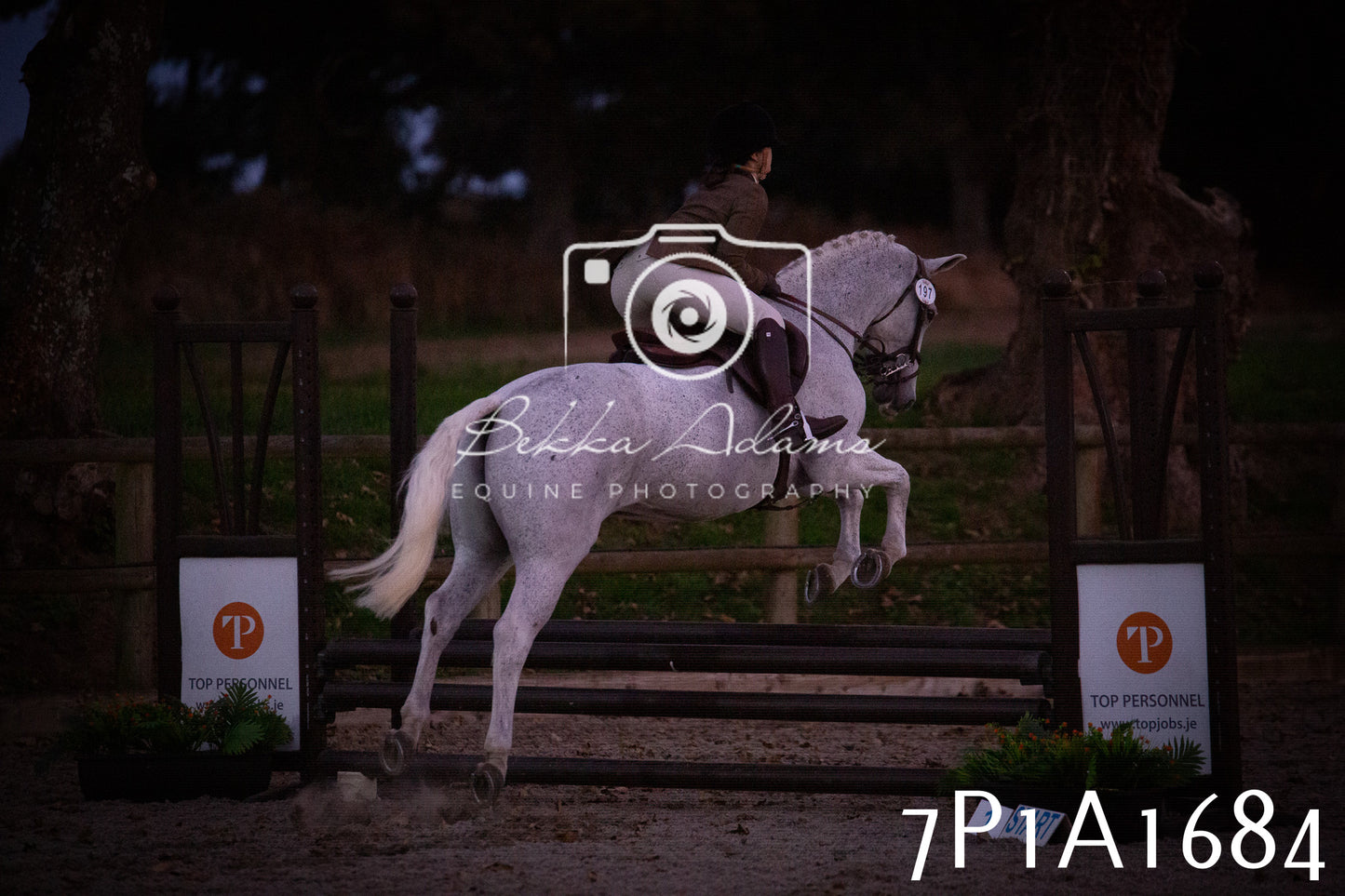 JHOYS 2025 - Showing - 27th September - Working Hunter