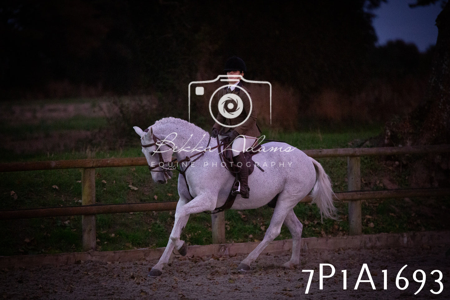 JHOYS 2025 - Showing - 27th September - Working Hunter