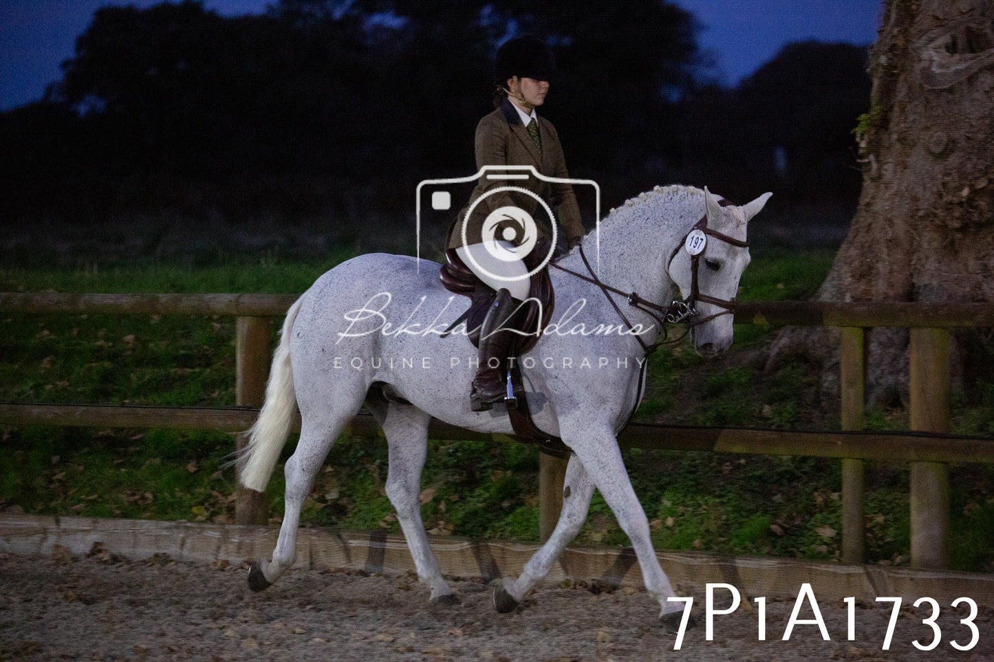 JHOYS 2025 - Showing - 27th September - Working Hunter