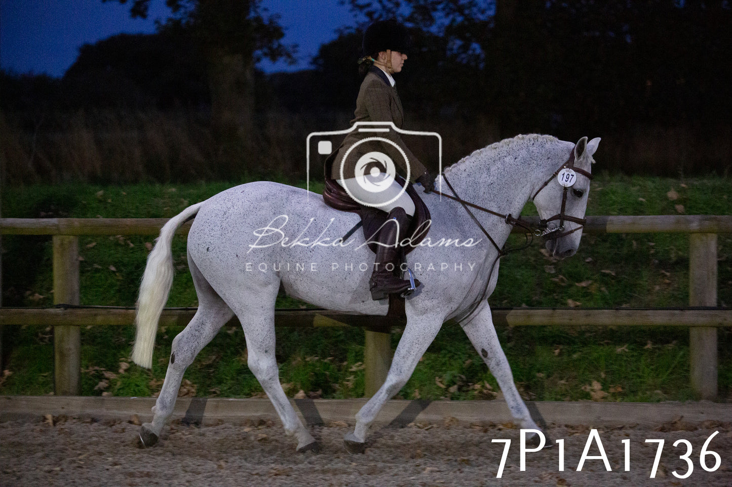 JHOYS 2025 - Showing - 27th September - Working Hunter