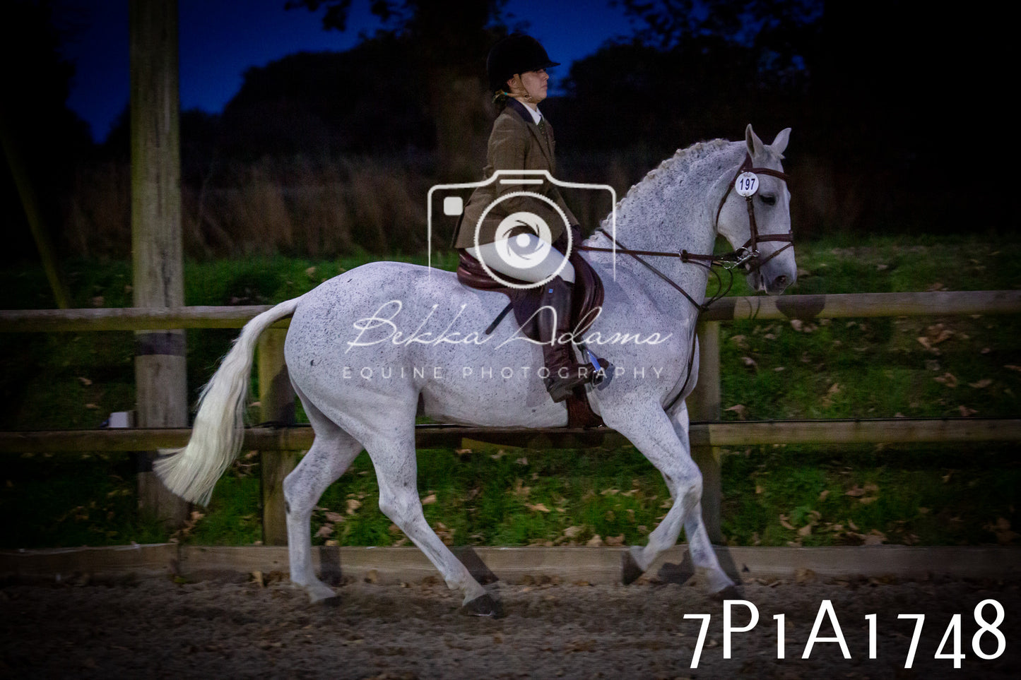 JHOYS 2025 - Showing - 27th September - Working Hunter