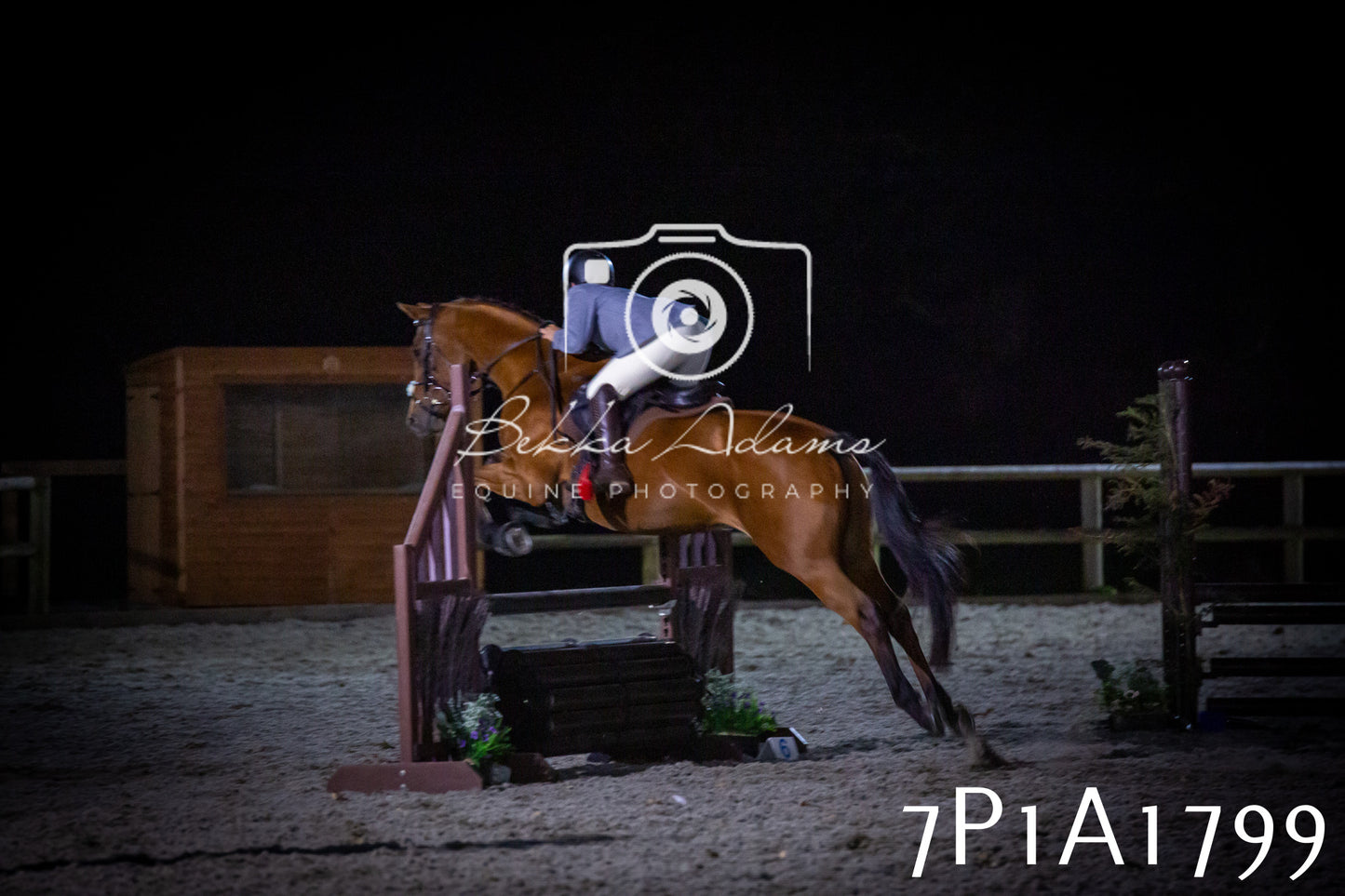 JHOYS 2025 - Showing - 27th September - Working Hunter