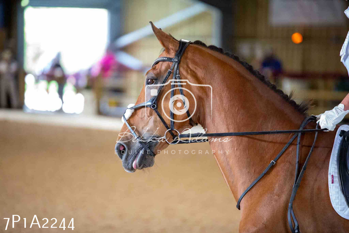 JHOYS 2023 - 6th September - Dressage