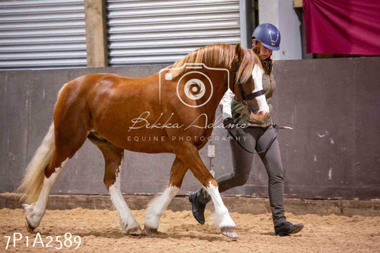 Home Farm Funshine Show 2024 - Inhand Showing 14th September