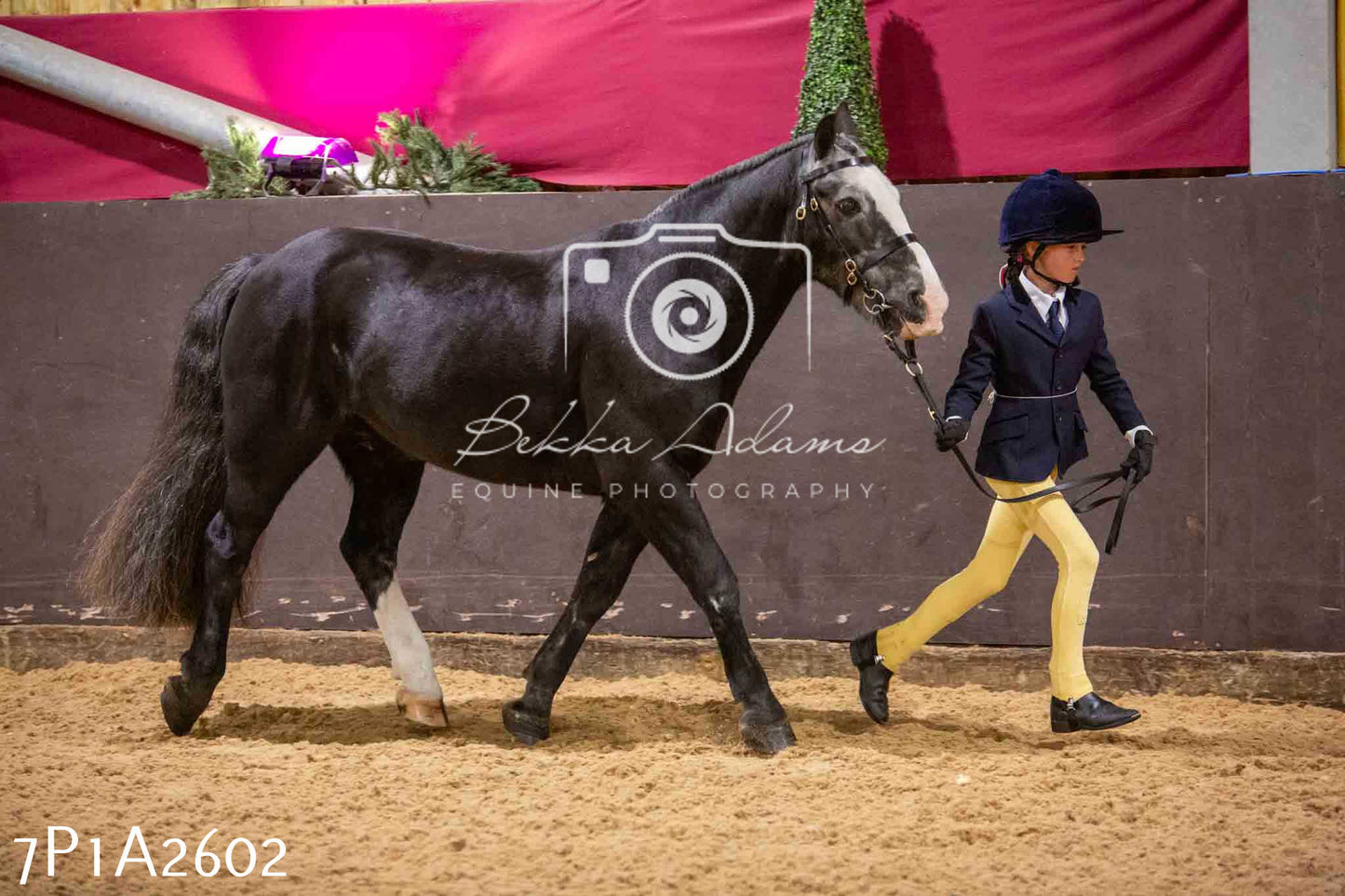 Home Farm Funshine Show 2024 - Inhand Showing 14th September