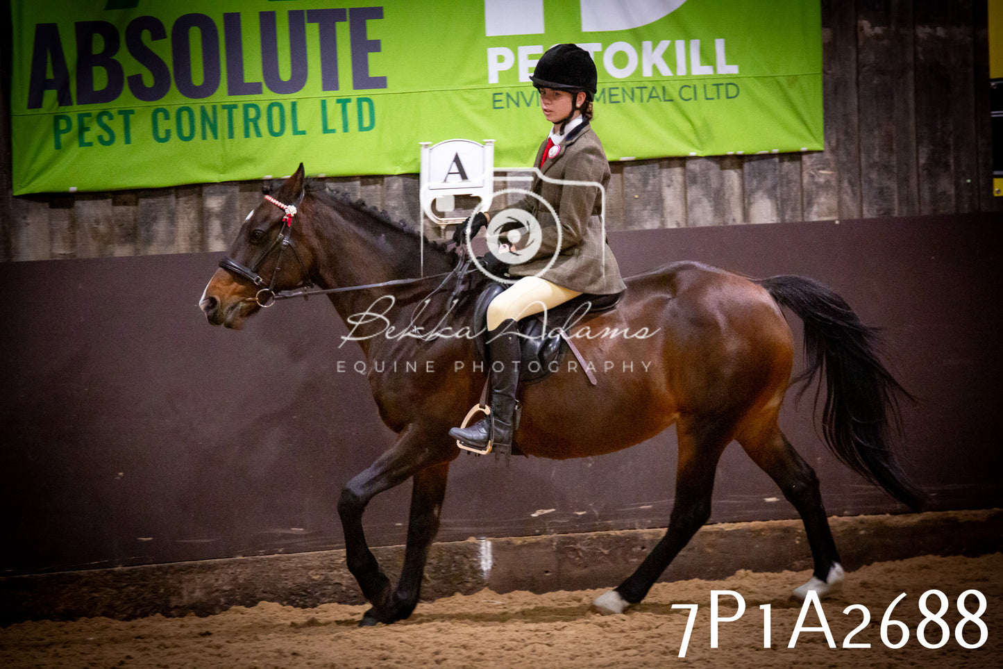 JHOYS 2025 - Ridden Showing - 28th September - pt3