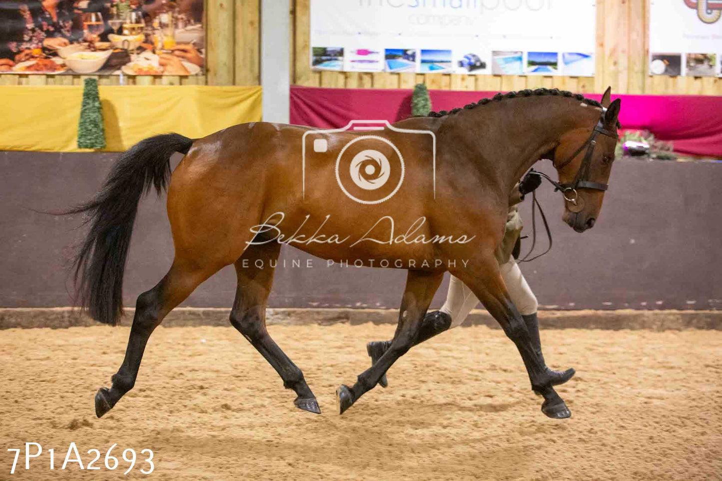 Home Farm Funshine Show 2024 - Inhand Showing 14th September
