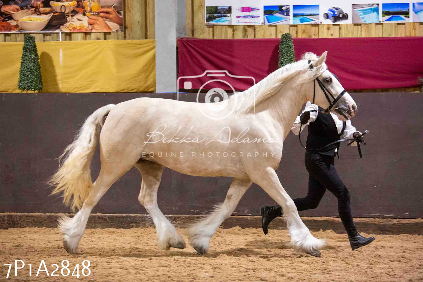 Home Farm Funshine Show 2024 - Inhand Showing 14th September