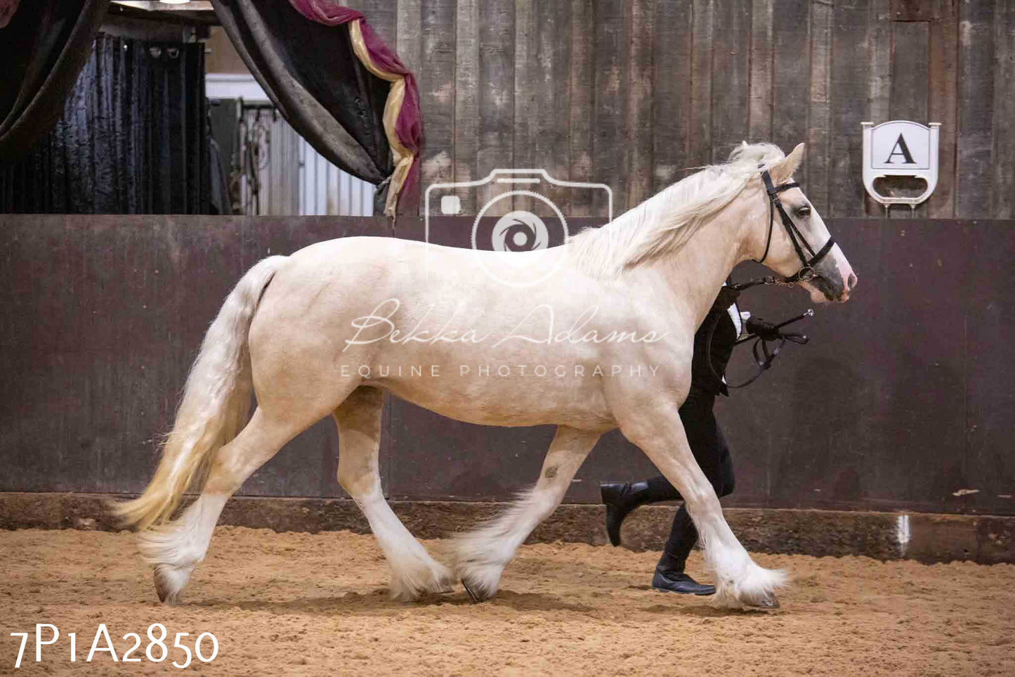 Home Farm Funshine Show 2024 - Inhand Showing 14th September