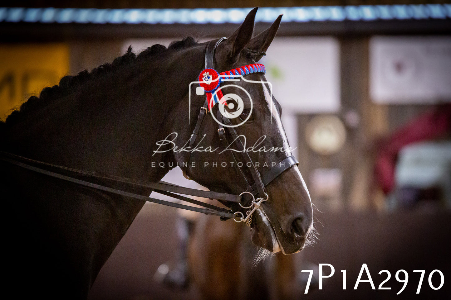 JHOYS 2025 - Ridden Showing - 28th September - pt3