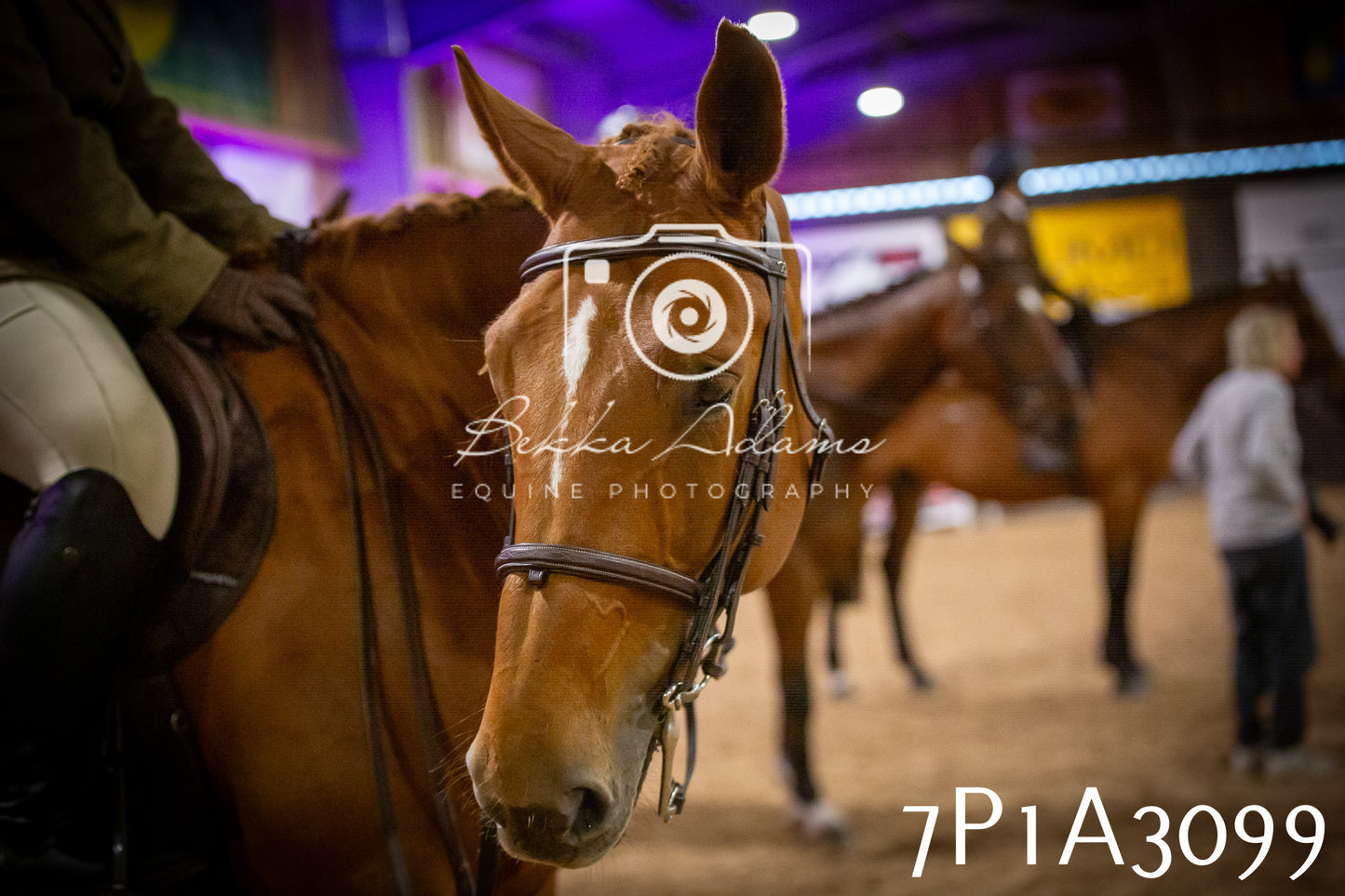 JHOYS 2025 - Ridden Showing - 28th September - pt4