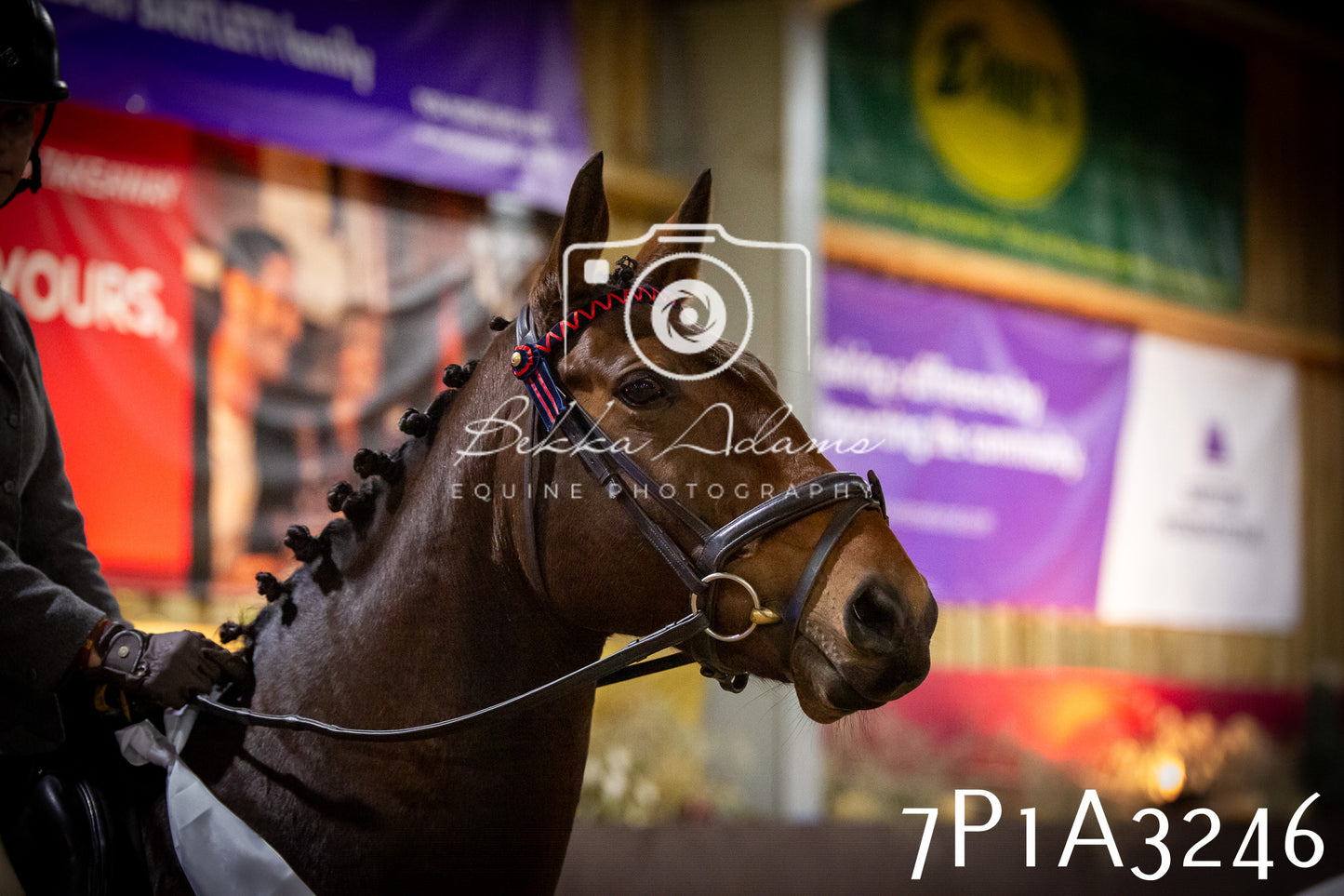 JHOYS 2025 - Ridden Showing - 28th September - pt4