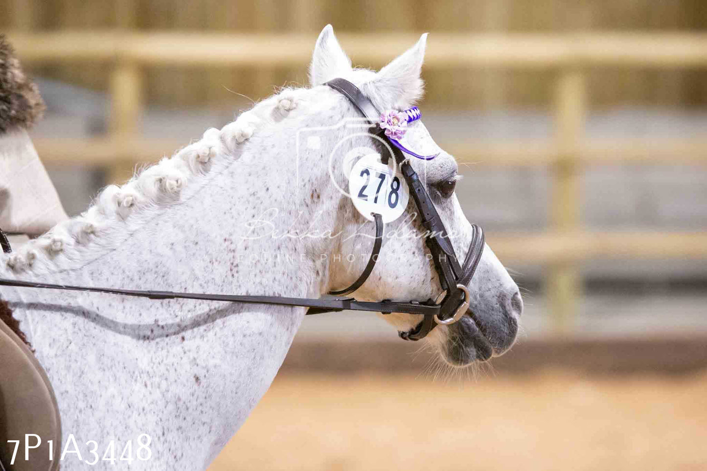 Home Farm Funshine Show 2024 - Ridden Showing 15th September