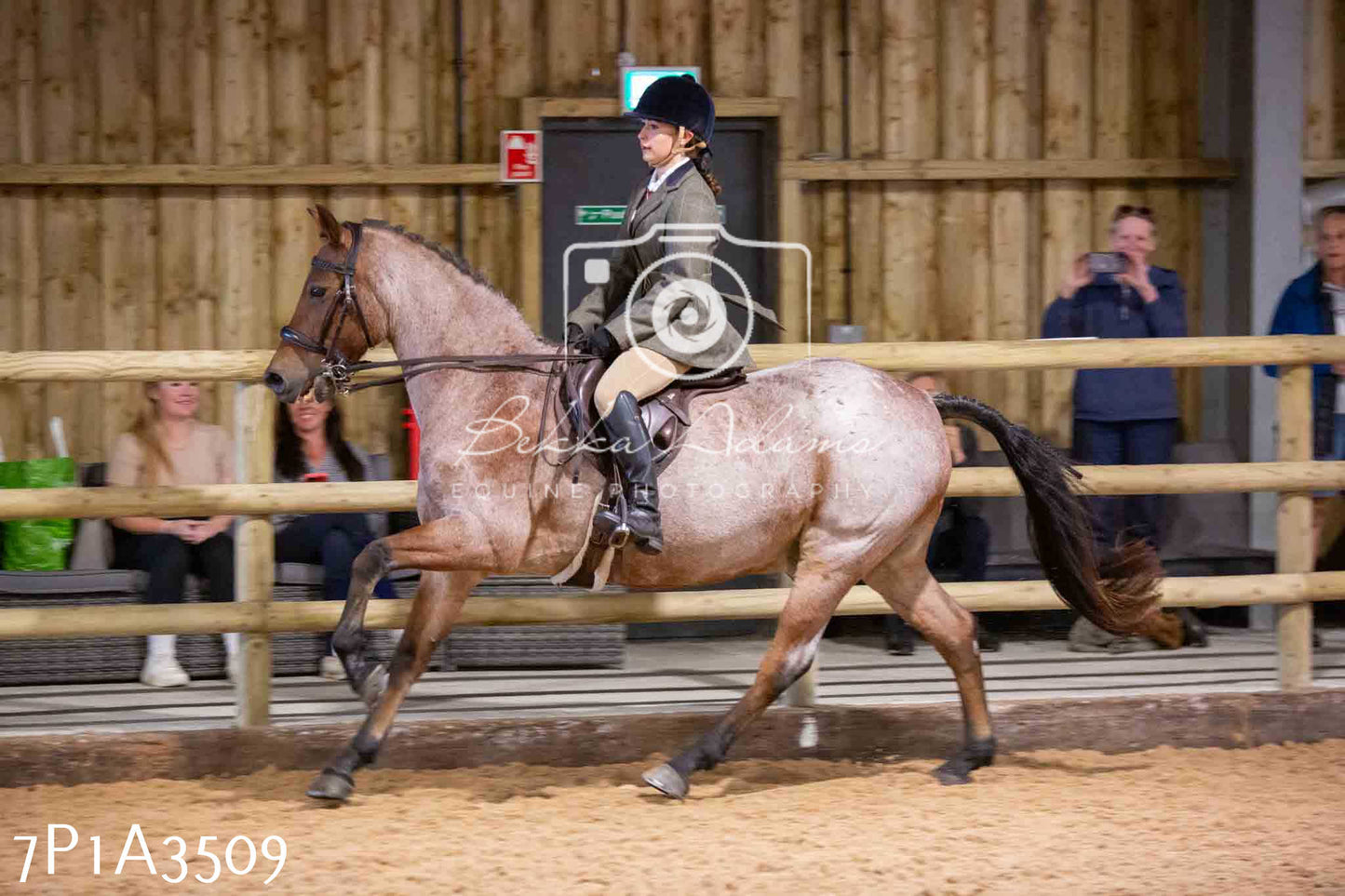 Home Farm Funshine Show 2024 - Ridden Showing 15th September