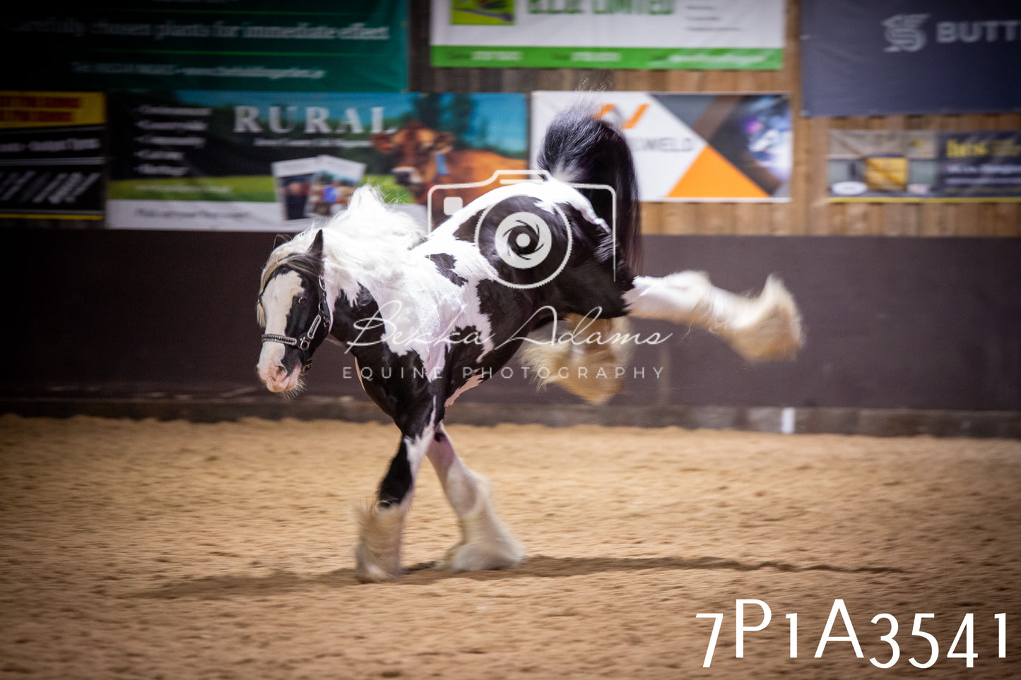 JHOYS 2025 - Ridden Showing - 28th September - pt4