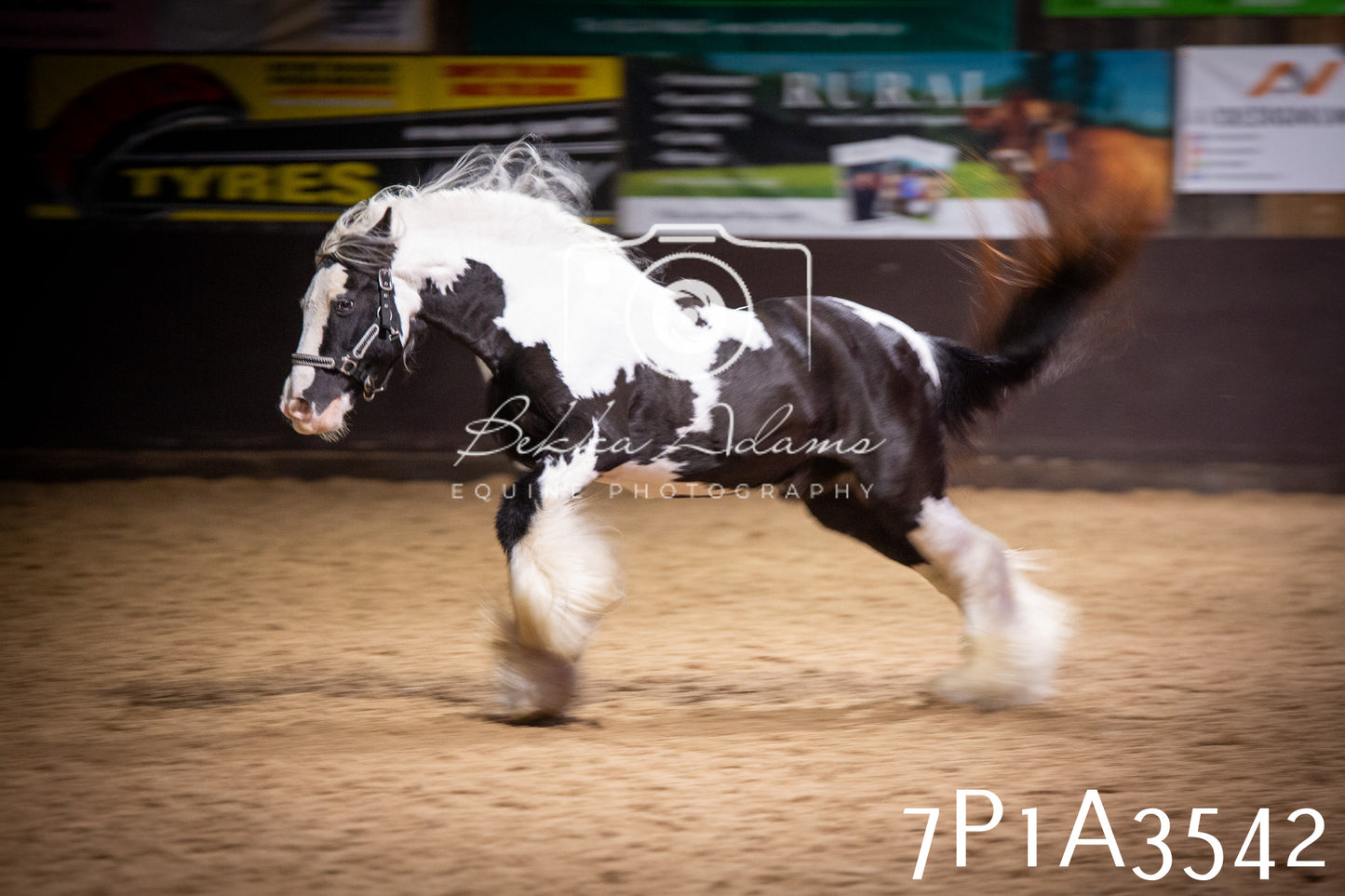 JHOYS 2025 - Ridden Showing - 28th September - pt4