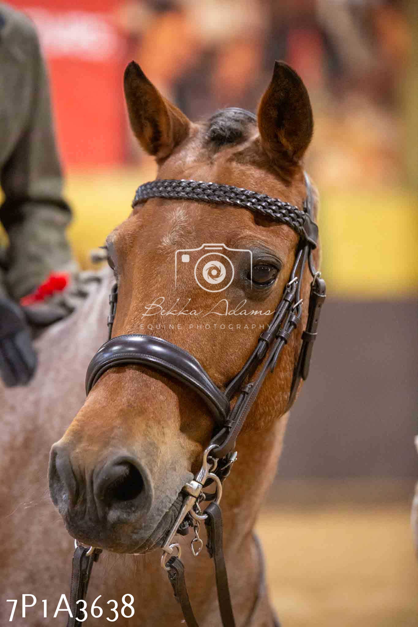 Home Farm Funshine Show 2024 - Ridden Showing 15th September