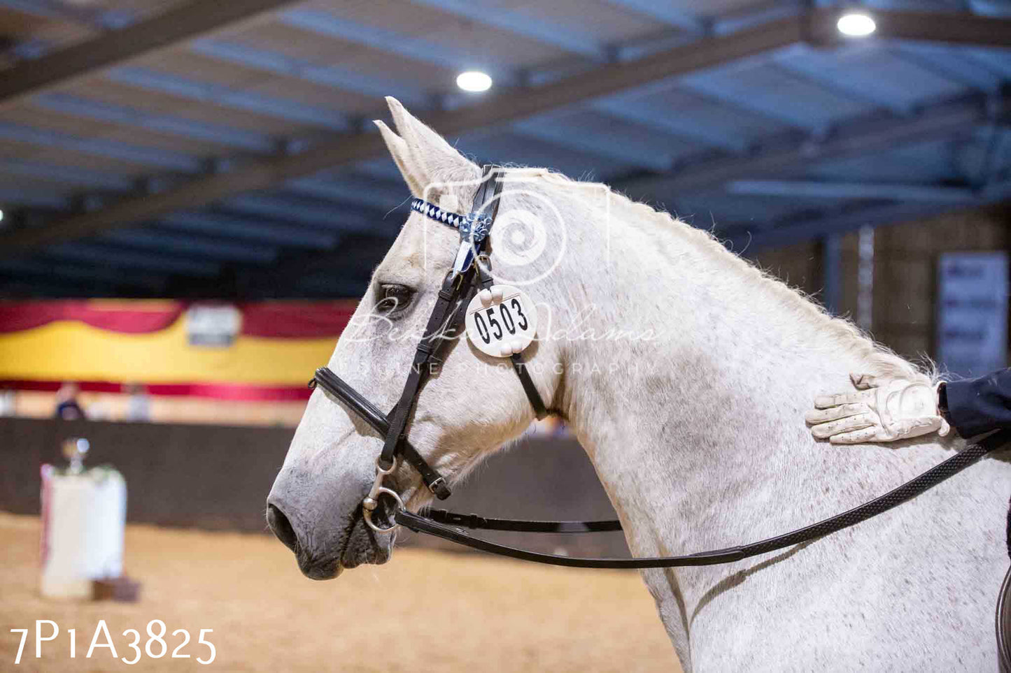 Home Farm Funshine Show 2024 - Ridden Showing 15th September