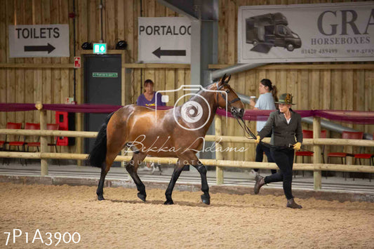 JHOYS 2023 - 9th September - Inhand Showing Pt 1