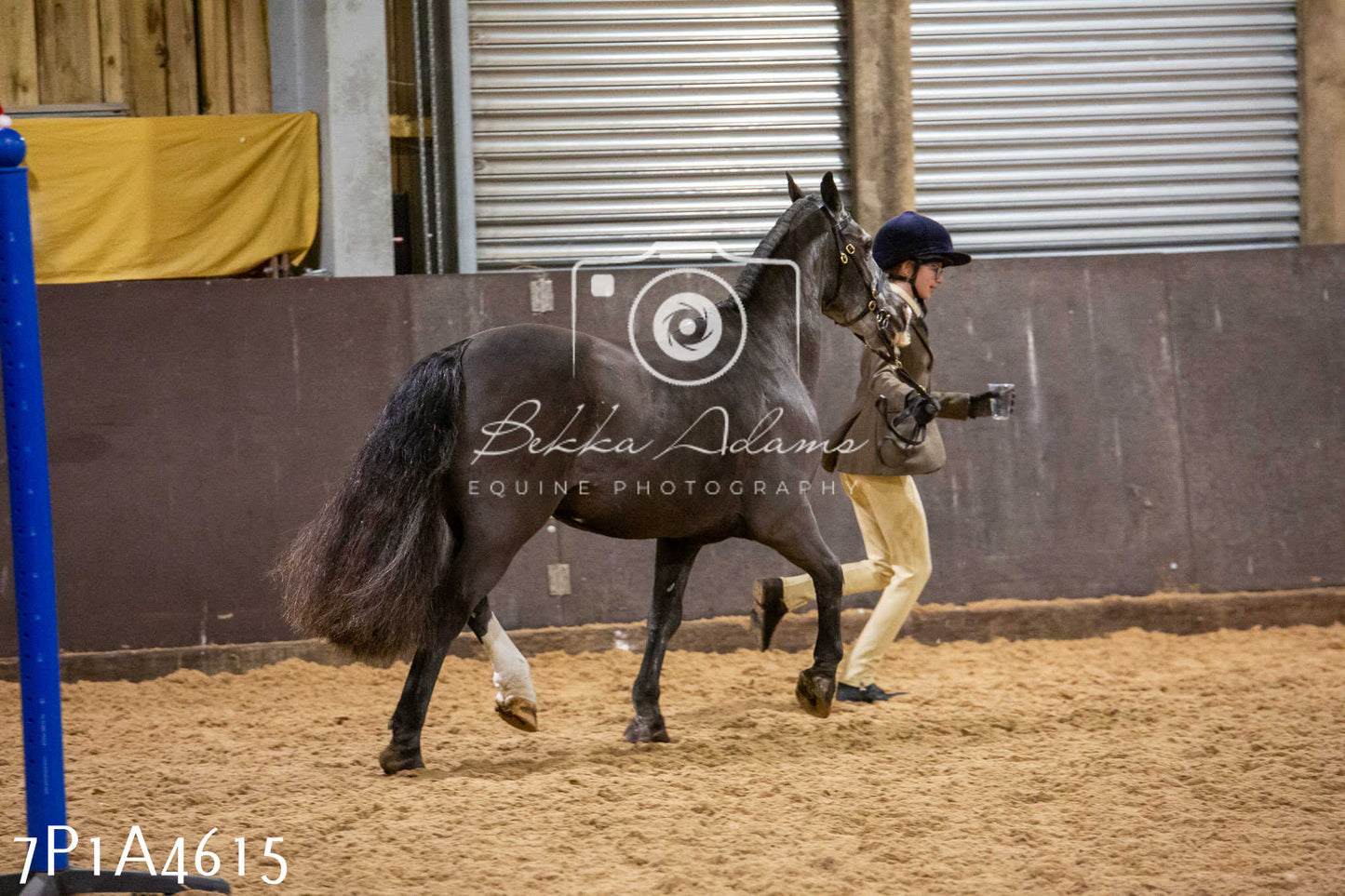 Home Farm Christmas Show 2024 - Inhand (Fun Classes)