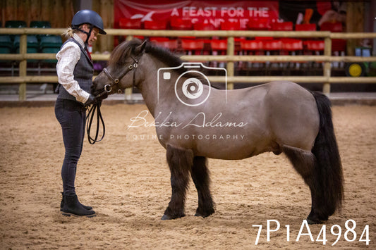 Home Farm Spring Show 2026 - In Hand