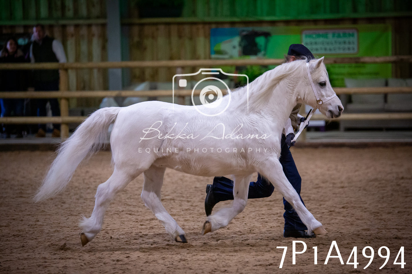 Home Farm Spring Show 2026 - In Hand