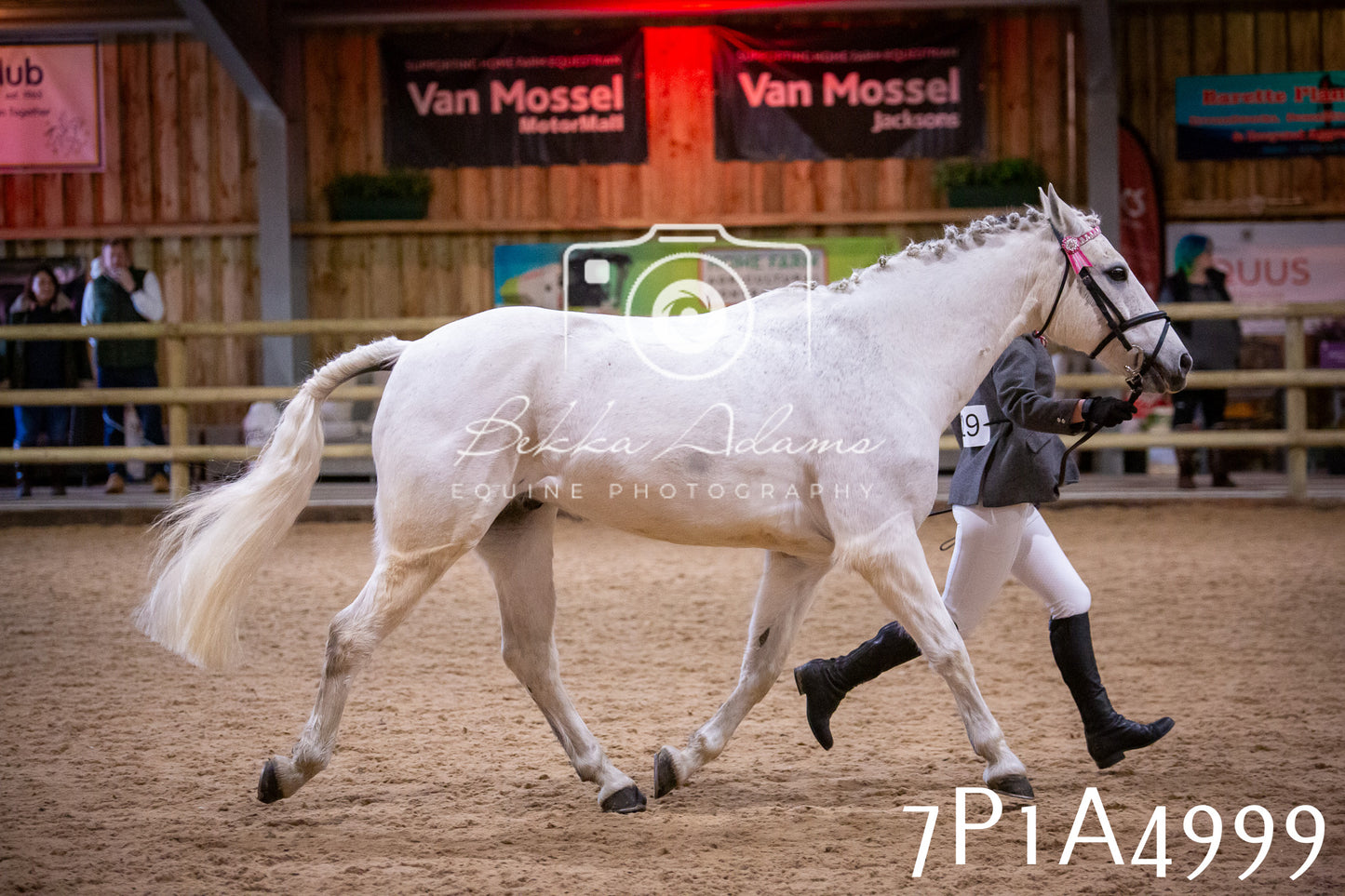 Home Farm Spring Show 2026 - In Hand