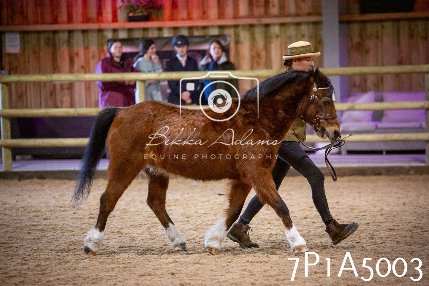 Home Farm Spring Show 2026 - In Hand