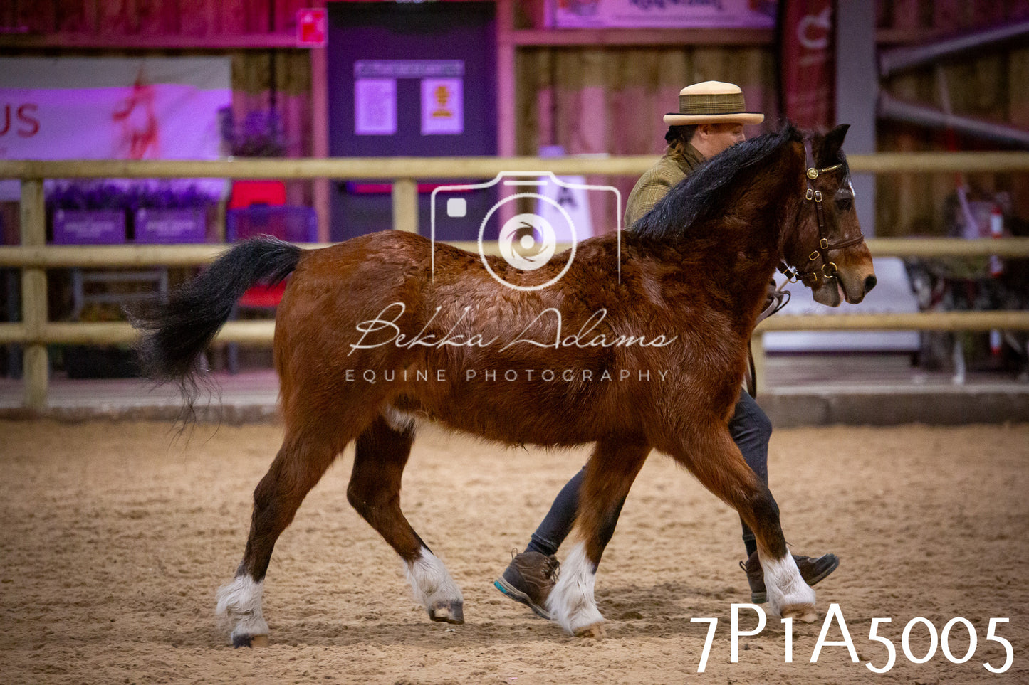 Home Farm Spring Show 2026 - In Hand