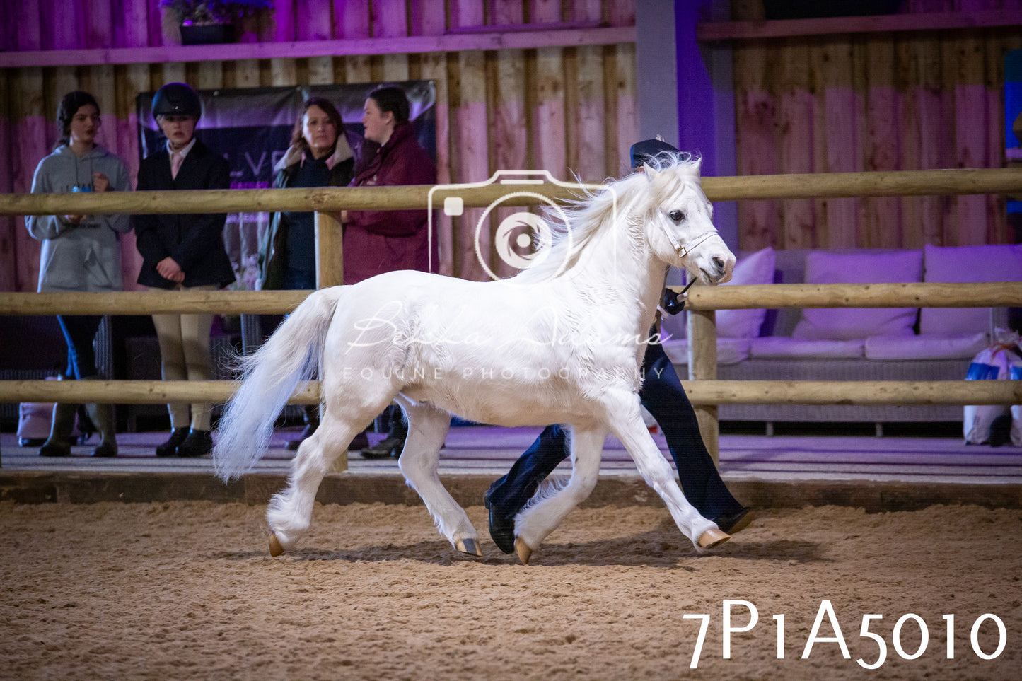 Home Farm Spring Show 2026 - In Hand