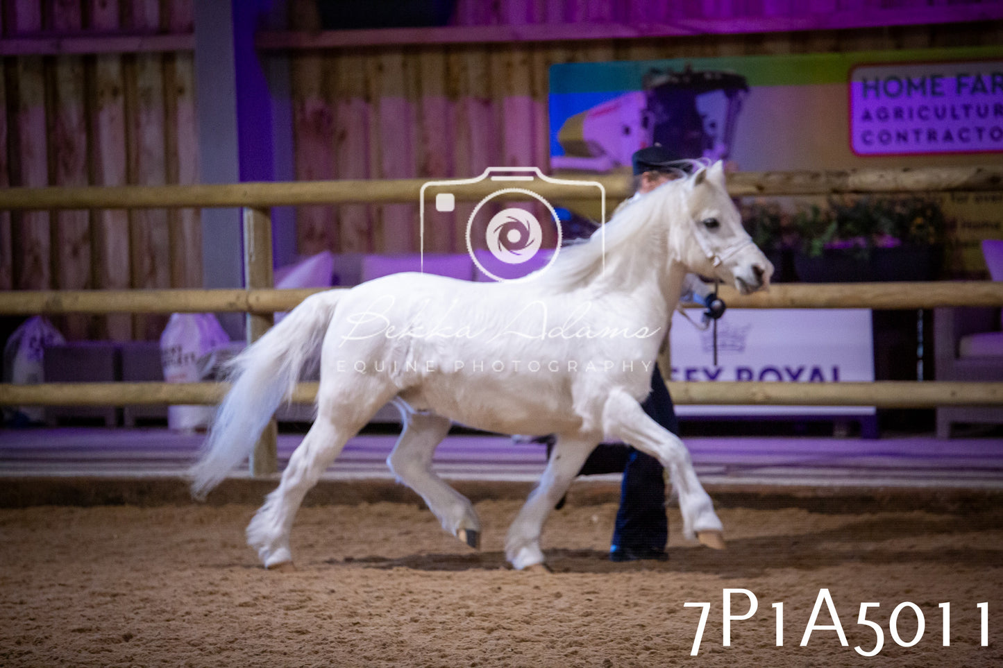 Home Farm Spring Show 2026 - In Hand